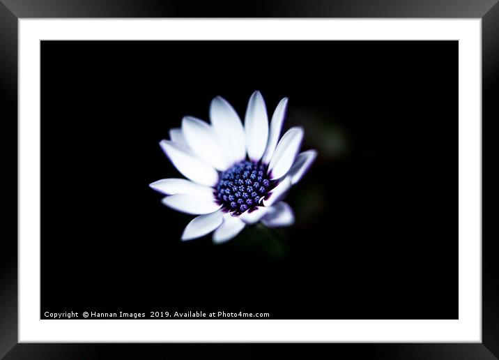 African Daisy Framed Mounted Print by Hannan Images