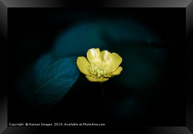 Yellow Buttercup Framed Print by Hannan Images