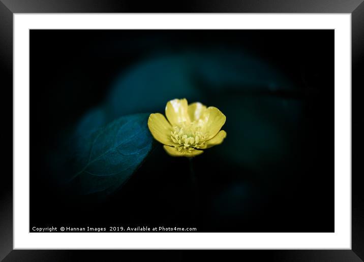 Yellow Buttercup Framed Mounted Print by Hannan Images