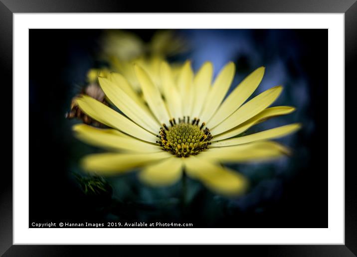 Yellow Daisy Framed Mounted Print by Hannan Images