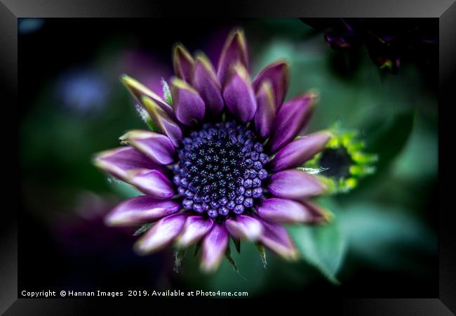 Purple African Daisy Framed Print by Hannan Images