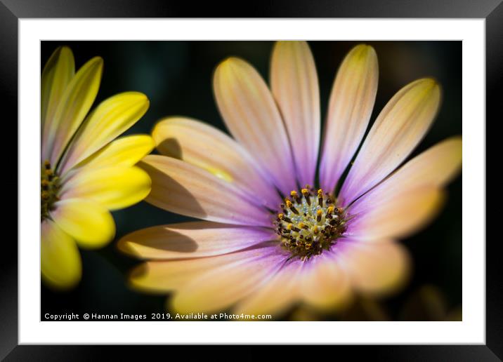 Morning Glory Framed Mounted Print by Hannan Images