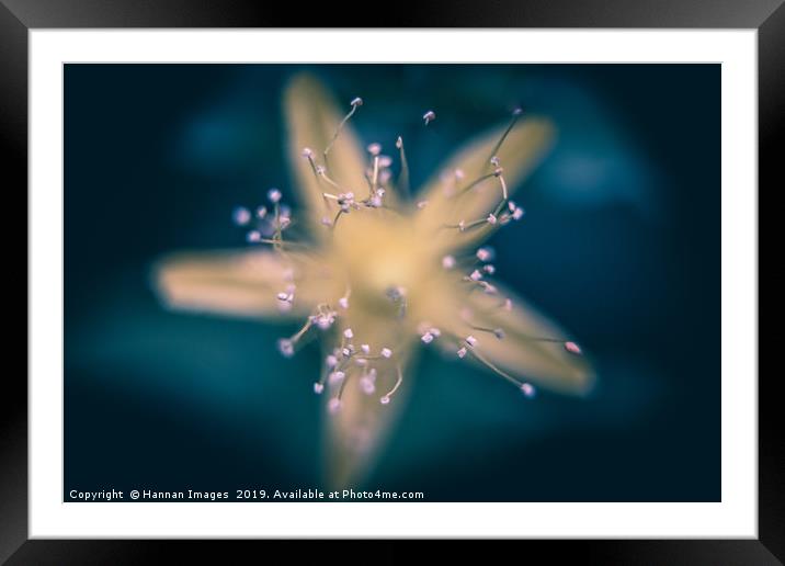 Star Framed Mounted Print by Hannan Images