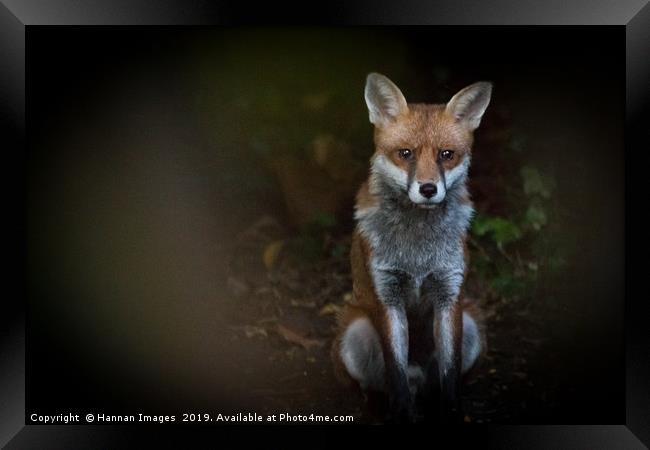 Fox Framed Print by Hannan Images
