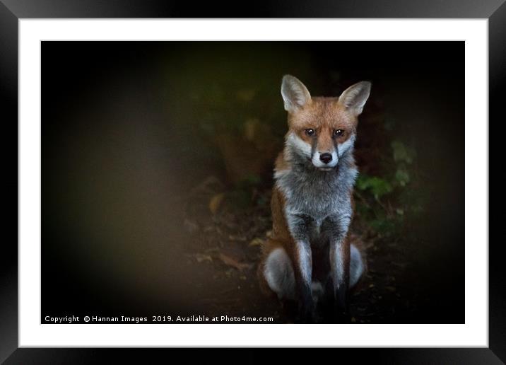 Fox Framed Mounted Print by Hannan Images