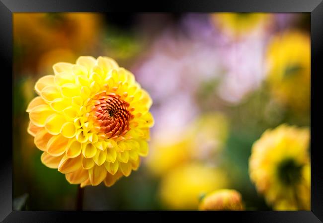 Dahlia Yellow Heaven Framed Print by Phil Spalding