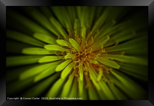 Dandelion close up Framed Print by Connor Carter