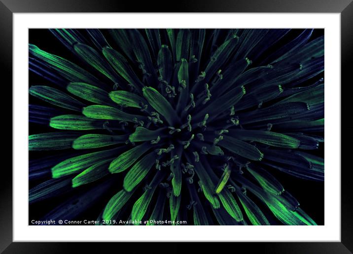 Blue and green dandelion Framed Mounted Print by Connor Carter