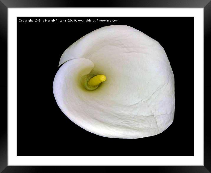 Calla Lily  Framed Mounted Print by Gila Noriel-Pritcha