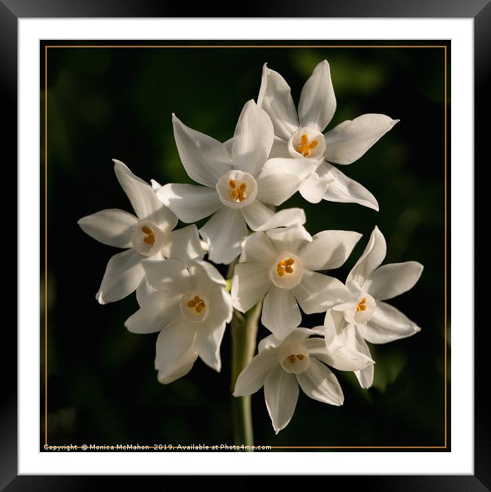 Paper White Narcissus, in Natural settings. Framed Mounted Print by Monica McMahon