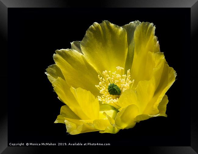 Angel wing Cactus Flower. Framed Print by Monica McMahon