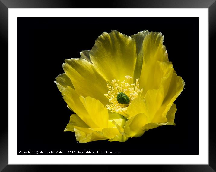 Angel wing Cactus Flower. Framed Mounted Print by Monica McMahon