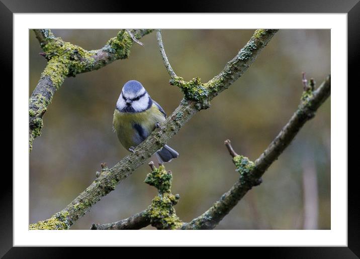 Blue Tit Framed Mounted Print by Martina Hardiman