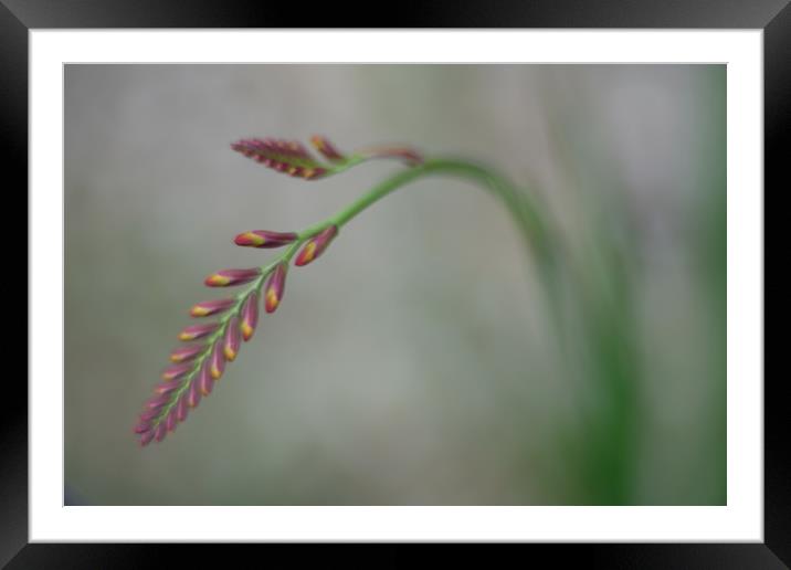Dreaming Crocosmia                                 Framed Mounted Print by Ling Peng