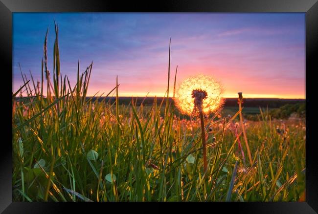 Dandelion and Sunset                               Framed Print by Ling Peng