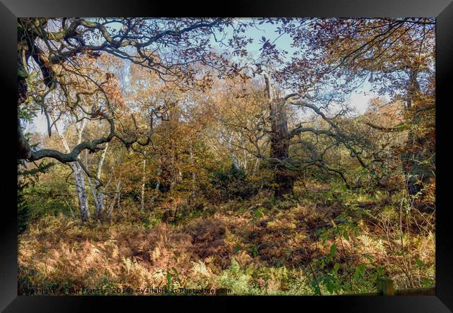 English Oak woodland in Autumn. Framed Print by Ian Francis