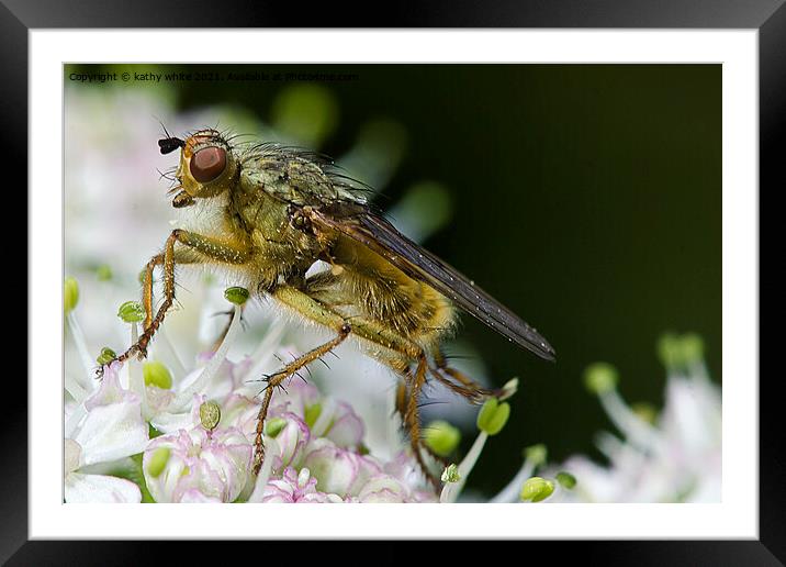 fly on blossom ,close up,Macro photography, Framed Mounted Print by kathy white