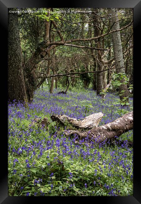  Cornwall,Bluebells in the Woods Framed Print by kathy white