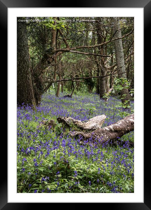  Cornwall,Bluebells in the Woods Framed Mounted Print by kathy white