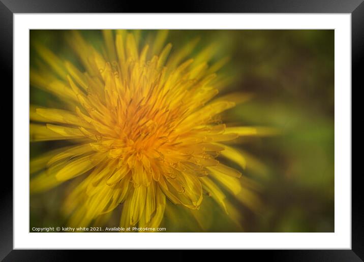A dandelion in full bloom Framed Mounted Print by kathy white