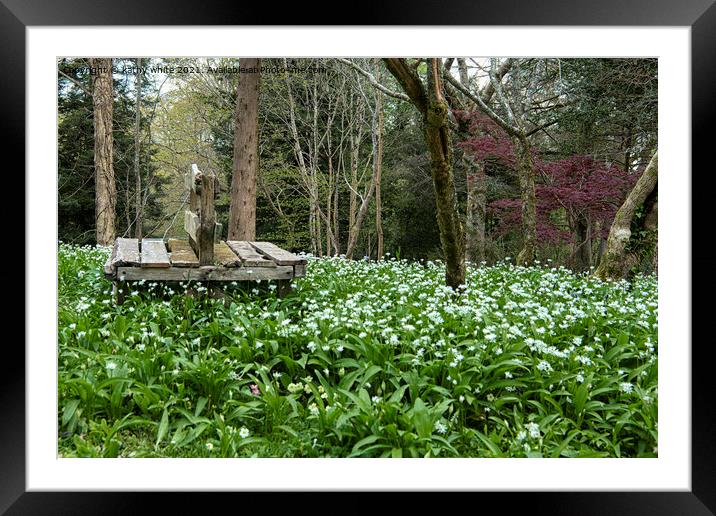 Wild garlic,  White Flowers,woods,Wild Garlic Framed Mounted Print by kathy white