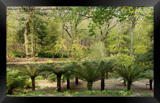 Tree ferns in a garden Framed Print by kathy white