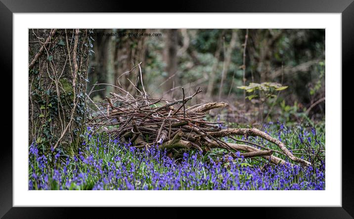 English BluebellsWood, Cornwall Framed Mounted Print by kathy white