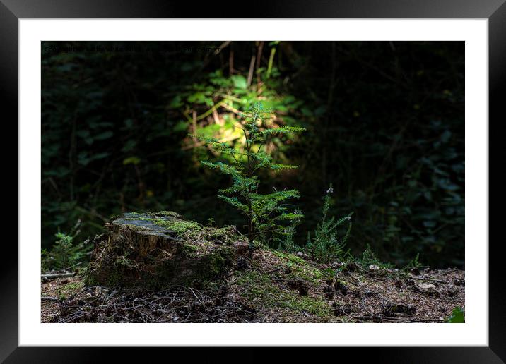 fern looking for the light Framed Mounted Print by kathy white