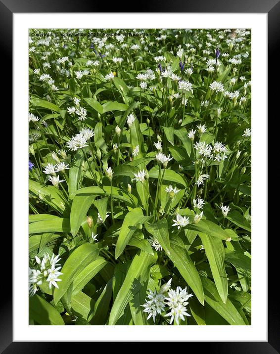 Wild Garlic,wild Garlic Framed Mounted Print by kathy white