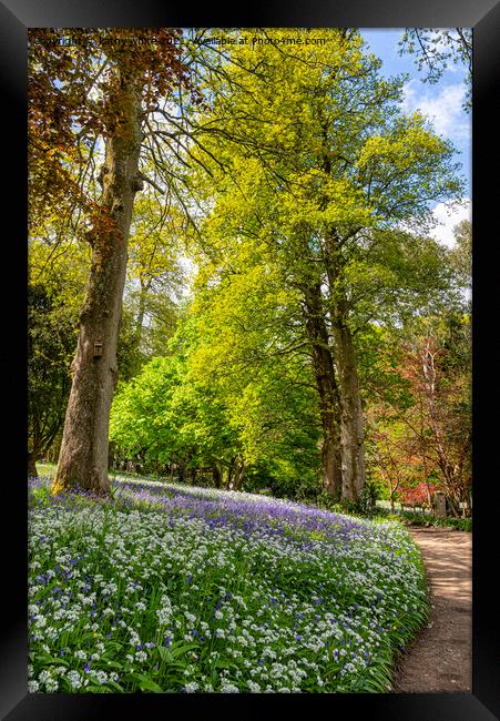 English Bluebell Wood, with wild garlic,Cornwall, Framed Print by kathy white