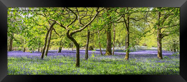English Bluebell Wood, Cornwall,bluebell Framed Print by kathy white