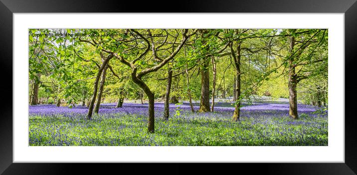English Bluebell Wood, Cornwall,bluebell Framed Mounted Print by kathy white