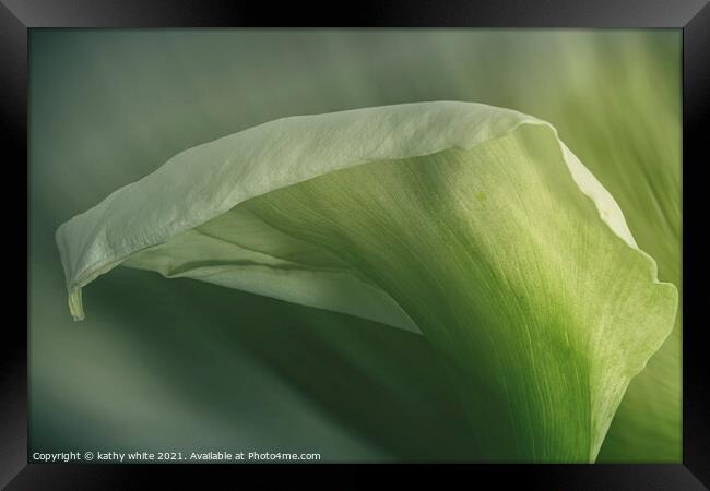 arum lily flower, pretty in green,Calla Lily  Framed Print by kathy white