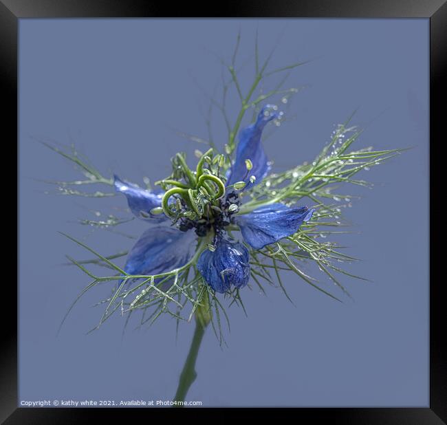Beautiful flower love in a mist  Framed Print by kathy white