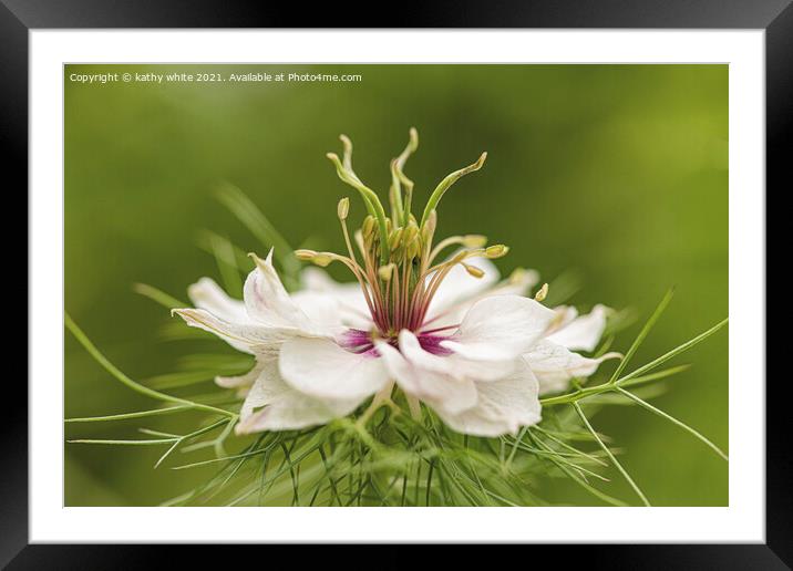 White flower ,dancing in the grass Framed Mounted Print by kathy white
