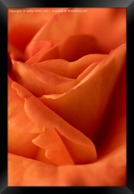 Apricot and  Orange rose Framed Print by kathy white