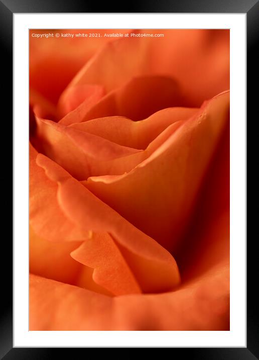 Apricot and  Orange rose Framed Mounted Print by kathy white