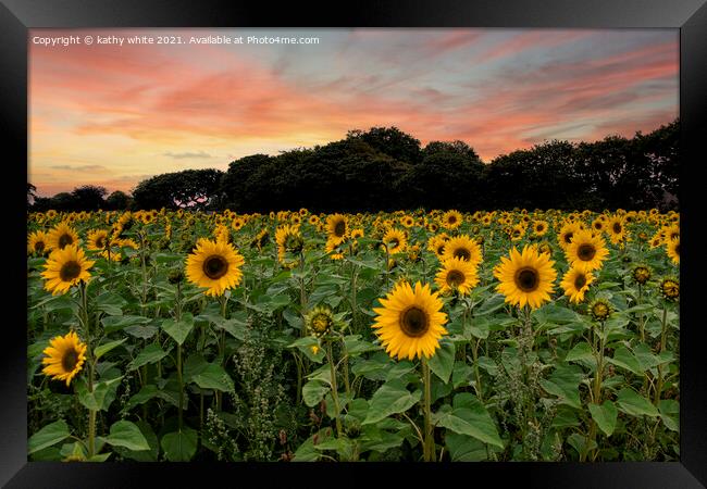sunflowers ,Cornish sunflowers at sunset,sunflower Framed Print by kathy white