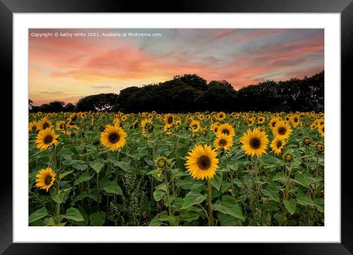 sunflowers ,Cornish sunflowers at sunset,sunflower Framed Mounted Print by kathy white