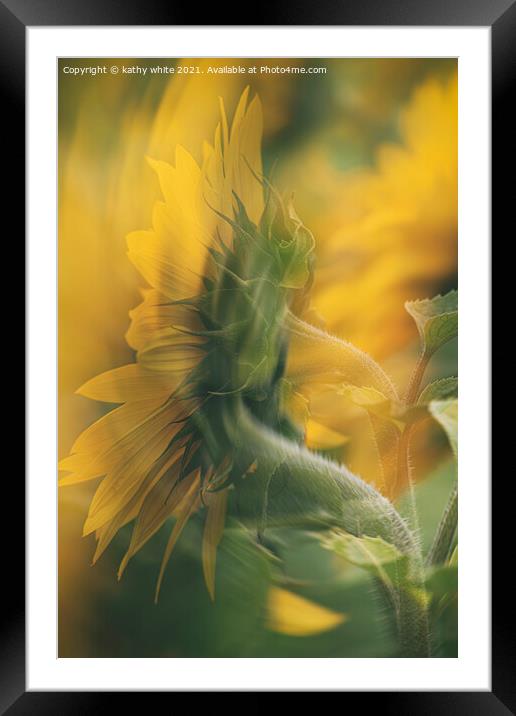 Cornish sunflower in the wind Framed Mounted Print by kathy white