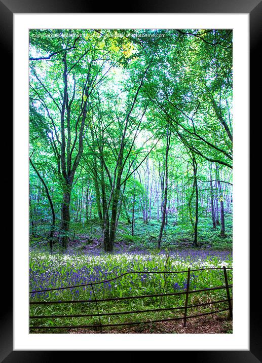 English Bluebell Wood, bluebell, Framed Mounted Print by kathy white