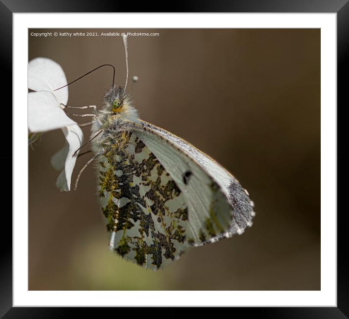 Female orange tip butterfly  Framed Mounted Print by kathy white