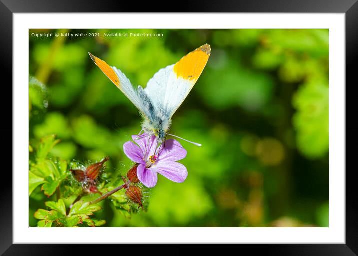 Male orange tip butterfly Framed Mounted Print by kathy white
