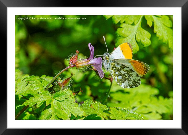 male orange-tip butterfly Framed Mounted Print by kathy white