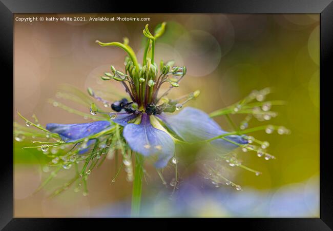 dancing in the rain, Love in a mist Framed Print by kathy white