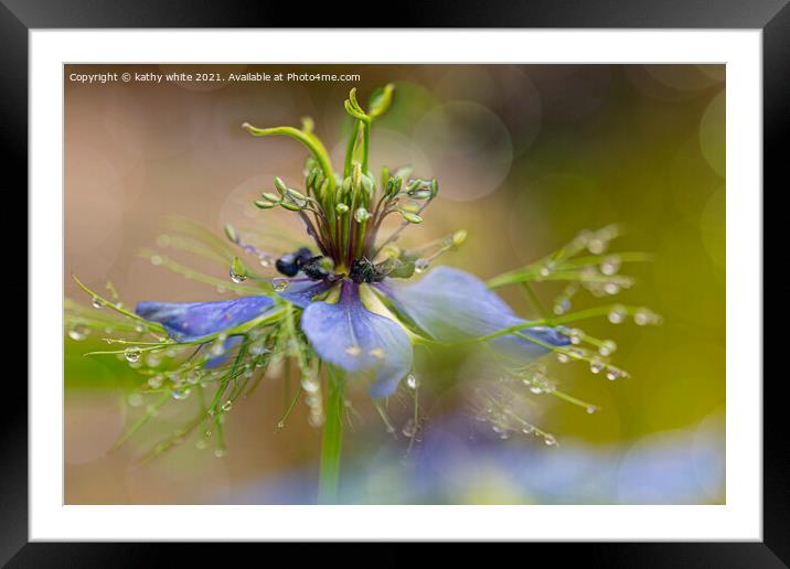 dancing in the rain, Love in a mist Framed Mounted Print by kathy white