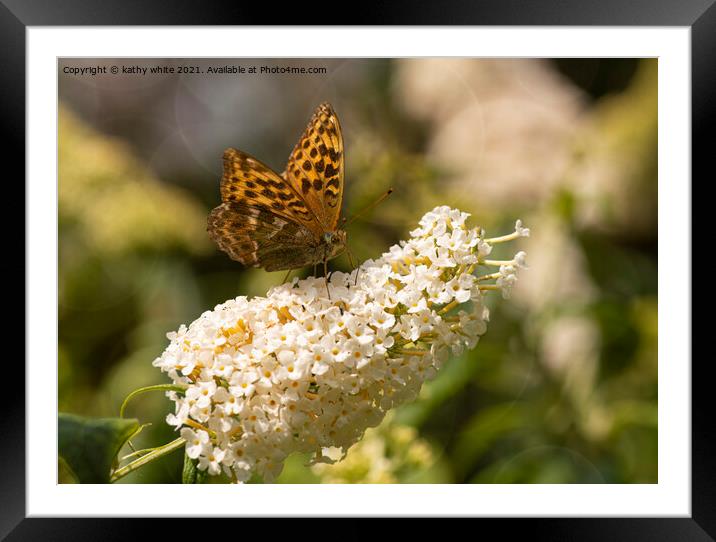 Fritillary butterfly,on aflower Framed Mounted Print by kathy white