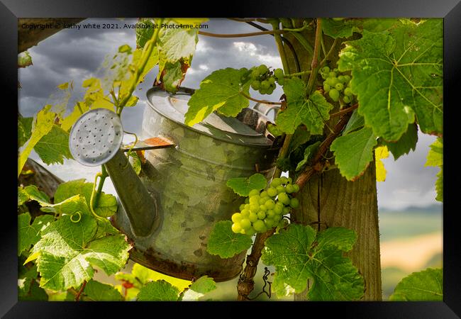 watering the grapes Framed Print by kathy white