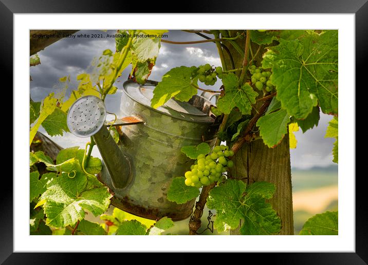 watering the grapes Framed Mounted Print by kathy white
