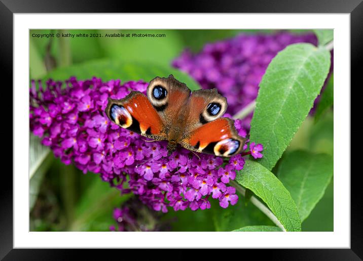 Peacock butterfly Framed Mounted Print by kathy white
